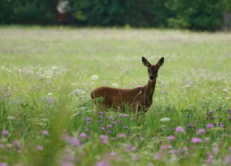 four flowers deer avoid