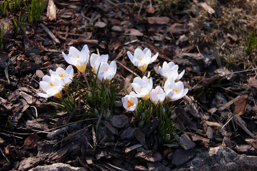 growing flowers beneath mulch tradeoffs