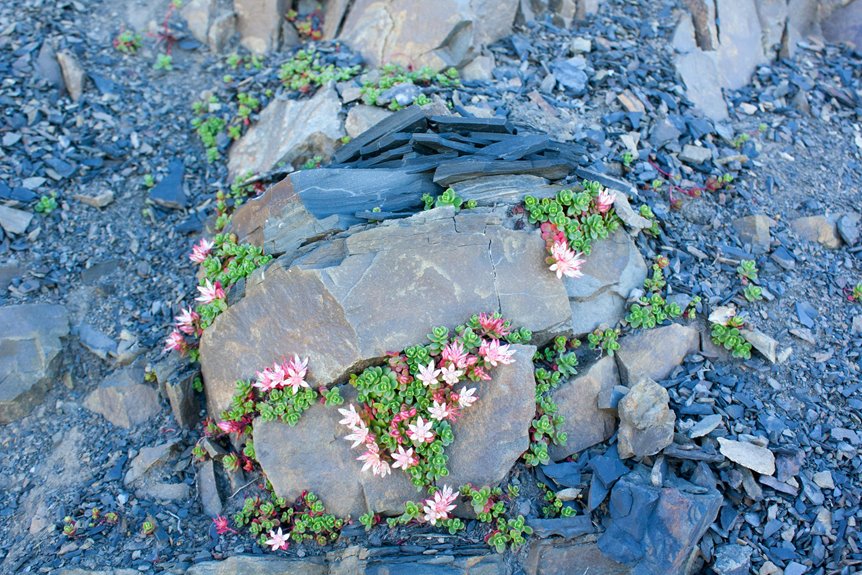 requirements for growing flowers